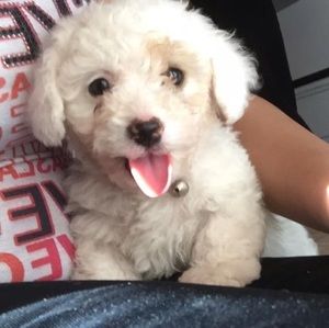 Meet your Posher, Amalia